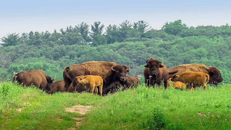 Herman to present April 25 program on Nachusa Grasslands at Oregon Depot