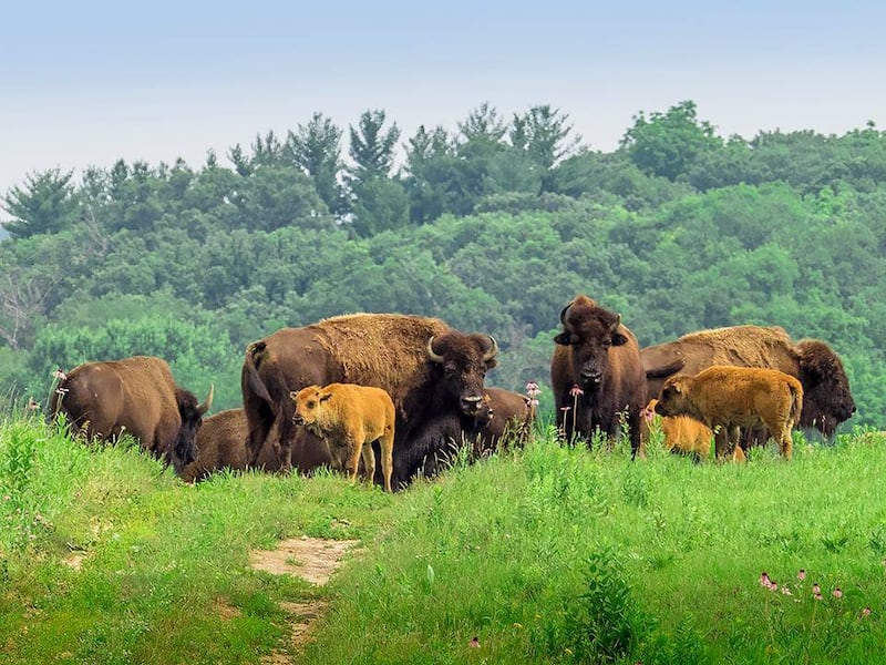Pictured are bison of Nachusa Grasslands with their young calves.
