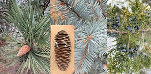 Down the Garden Path: Unwrap the wonders of pinecones