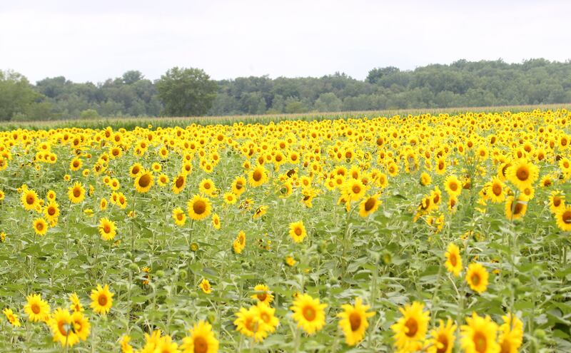 Sunflowers begin to hit their peak on Monday, July 21, 2025 at Mattiessen State Park near Oglesby.