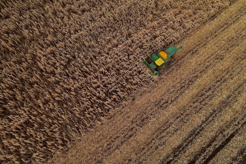 A harvester pushes through a field of grain corn.