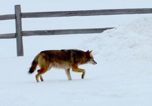 Down the Garden Path: Living with coyotes