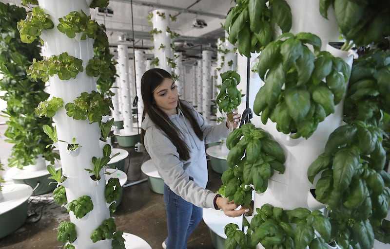 Kara Geudtner of Living Roots Farm checks on the basil plants on Thursday, Jan. 8, 2026, at the Fox Lake aeroponic, hydroponic, and microgreen farm. The farm has been selling it’s produce to area restaurants and has just started retail hours for people to come in and buy produce and micro-greens.