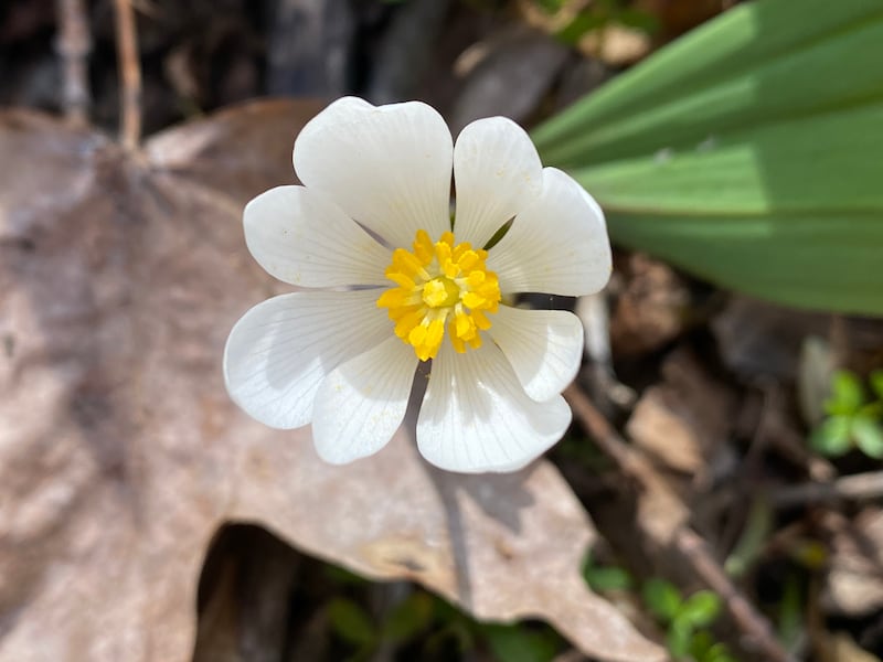 The Forest Preserve District of Will County is offering a series of Where the Wildflowers Are hikes this spring and summer. A hike will take place at Raccoon Grove Nature Preserve on Thursday, March 20, 2025.