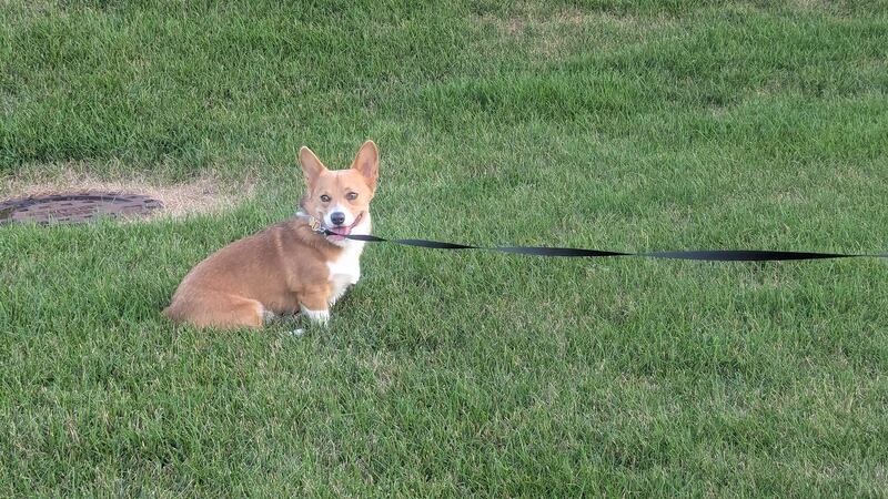 Tiny, a young Joliet Pembroke Welsh Corgi, is seen on Saturday, July 19, 2025.