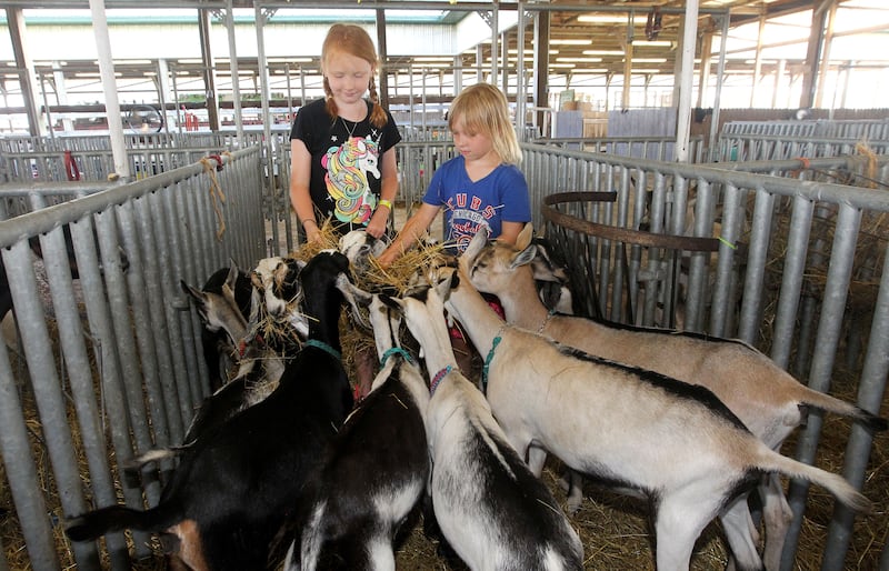Evette Lamps, 8, of Gurnee, and Audrey Jachyn, 7, of Grayslake, both with the Millburn Clovers 4-H Club, feed some goats during the Lake County Fair on Friday, July 28, 2023, at the Lake County Fairgrounds in Grayslake.