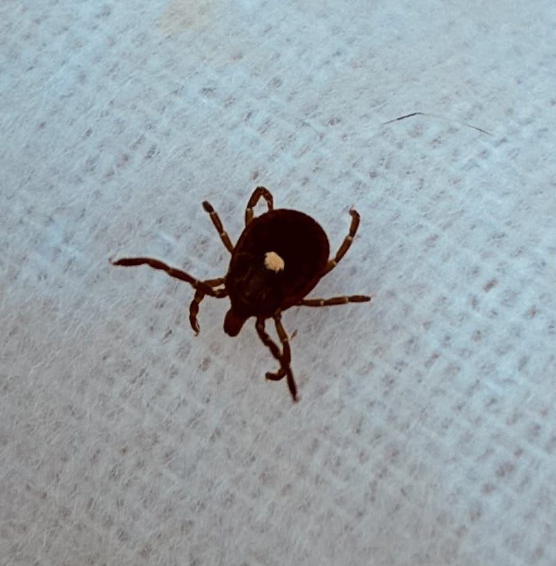 A female Lone Star tick was discovered by the Kendall County Health Department during a tick drag conducted in late April.