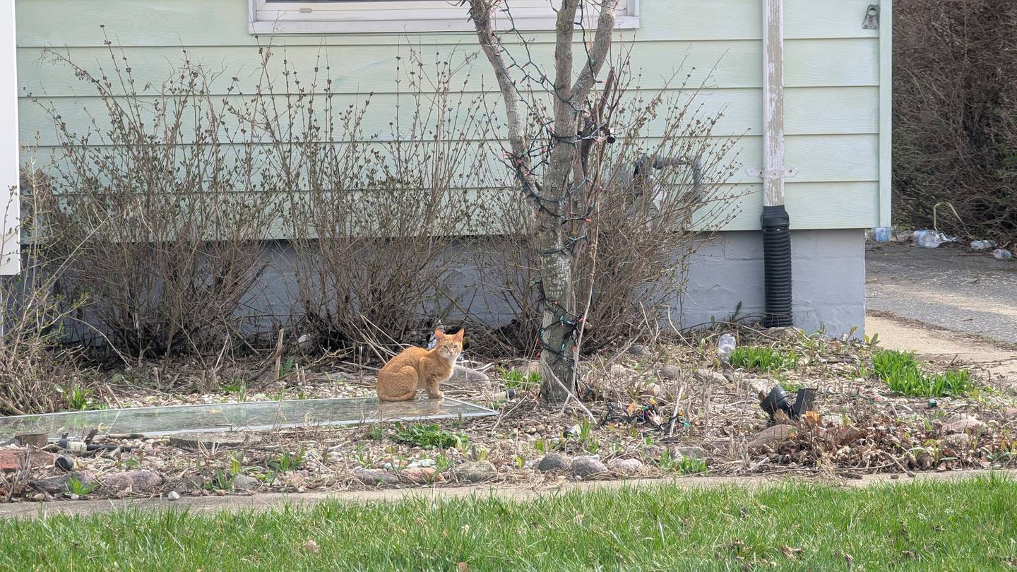 An orange cat sits outside of a Crest Hill home on Tuesday, April 1, 2025.  More than 20 cats and two dogs may have caused the gas leak at the home on March 27, which the Crest Hill building department has since deemed uninhabitable.