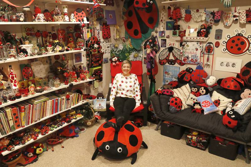 Sheri Cummings with part of her collection of ladybug items on Wednesday, Oct. 19, 2022, in her Lake in the Hills home. Cummings is holder of the Guinness World Record for the largest collection of ladybug items.