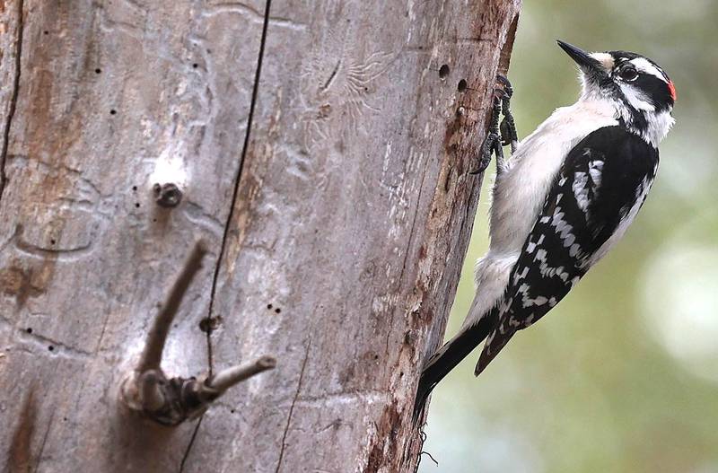 A male downy woodpecker works on an ash tree Friday, April 21, 2023, in County Farm Woods in DeKalb.