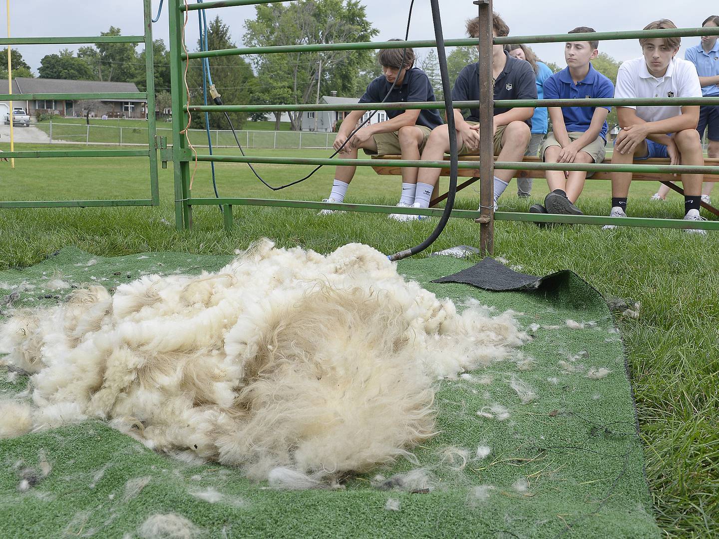 Marquette Academy students view the amount of wool sheared off by one sheep Thursday, Aug. 25, 2022, during a sheep shearing demonstration at the high school in Ottawa.