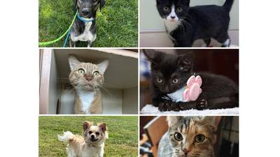 Will County Pets of the Week: Oct. 13, 2025