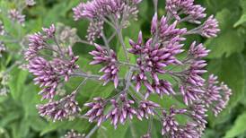 Bring beauty to your life with plant sale, art exhibits