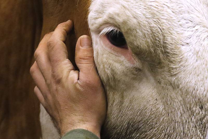 Grant DeYoung, of Bull Valley Farms, pets  one of the farm’s herd of cows as  waits to be milked on Friday, March 10, 2023. The farm recently started bottling their own milk under the Cow Valley Creamery label.