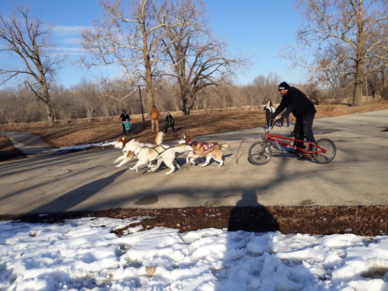 A team huskies race Sunday, Feb. 5, 2023, through the parking lot of the Visitors Center at Starved Rock State Park during a sled dog demonstration by the Free Spirit Siberian Rescue of Harvard, Illinois.