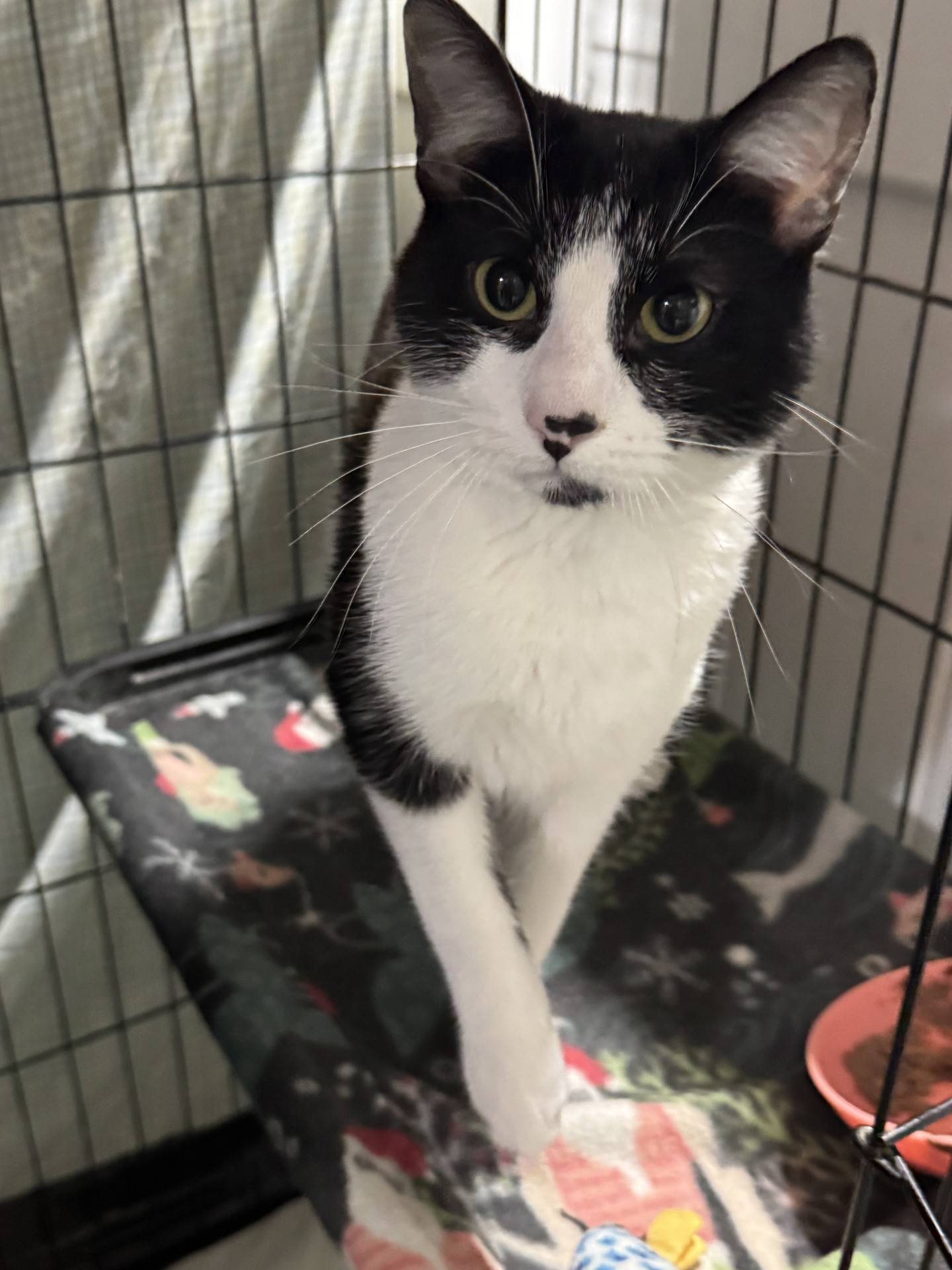 Everett is a sweet 1-year-old domestic shorthair, who lost his only home through no fault of his own. He is outgoing and friendly and will rub his head against hands for affection. Everett immediately jumps up to greet visitors to his kitty tower and looks for pets and attention. He will be a great addition to any home. To meet Everett, email Catadoptions@nawsus.org with any questions or to meet him. Visit nawsus.org.