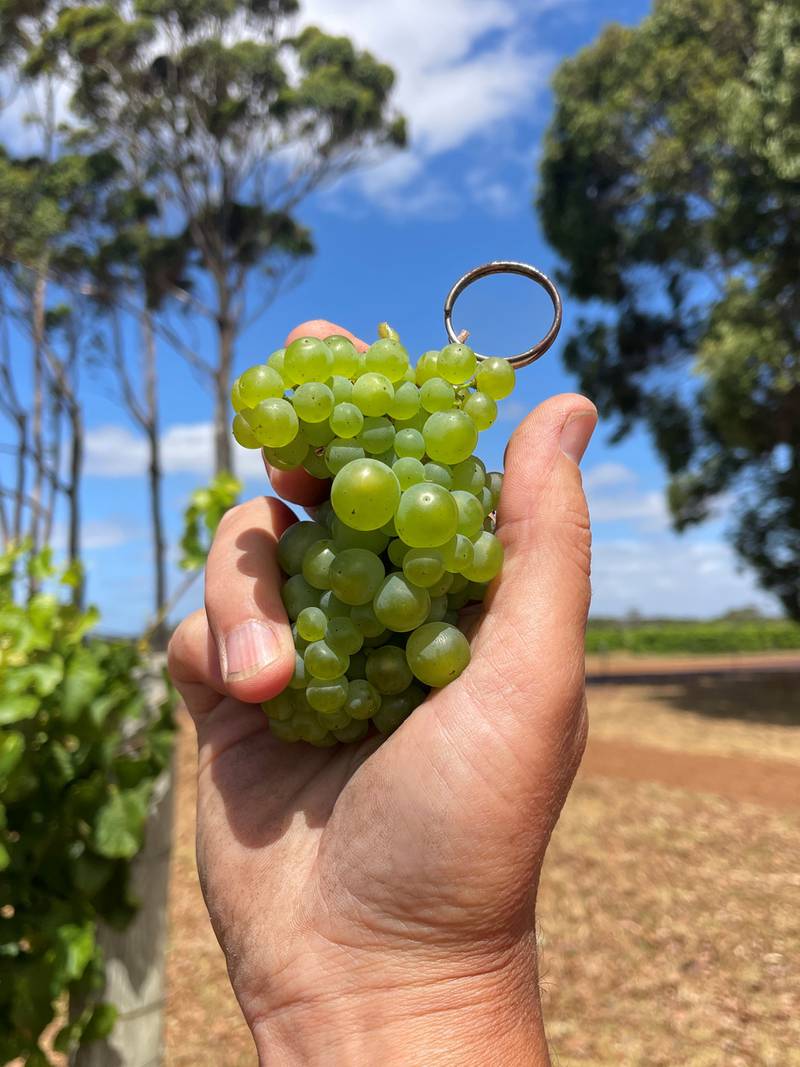 Xanadu's Gingin clone - Uncorked column 0718/2024
