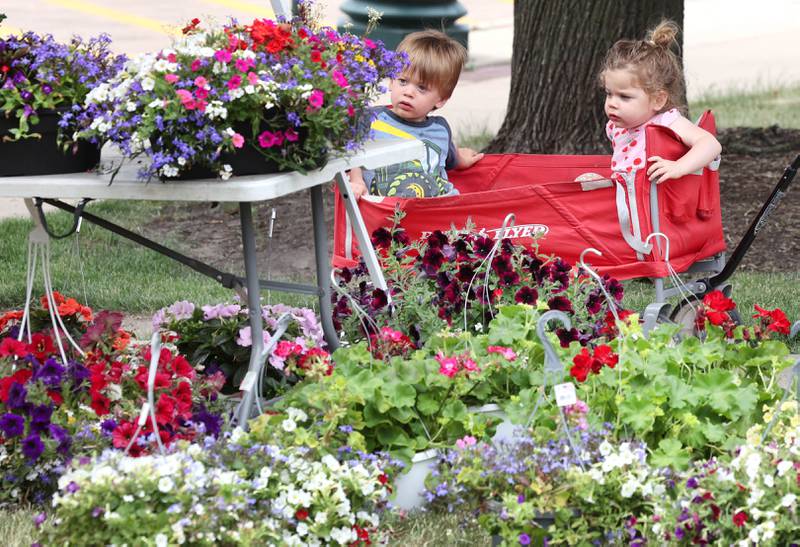 Twins Landon and Bonnie Cessna, two, from Maple Park, check out the flowers at the Shady Tree Farm Market tent as they are towed by their mom Suzanne Tuesday, June 6, 2023, at the Sycamore Farmers’ Market, on the lawn of the DeKalb County Courthouse.