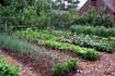 Protect and feed your vegetable garden with cover crops