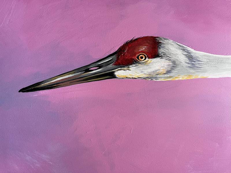 This sandhill crane is part of the mural painted by Lynda Wallis, of Beloit, Wisconsin, on Broadway in downtown Richmond. A ribbon cutting is set for 5 p.m. Saturday as part of the village's Fall Fest.