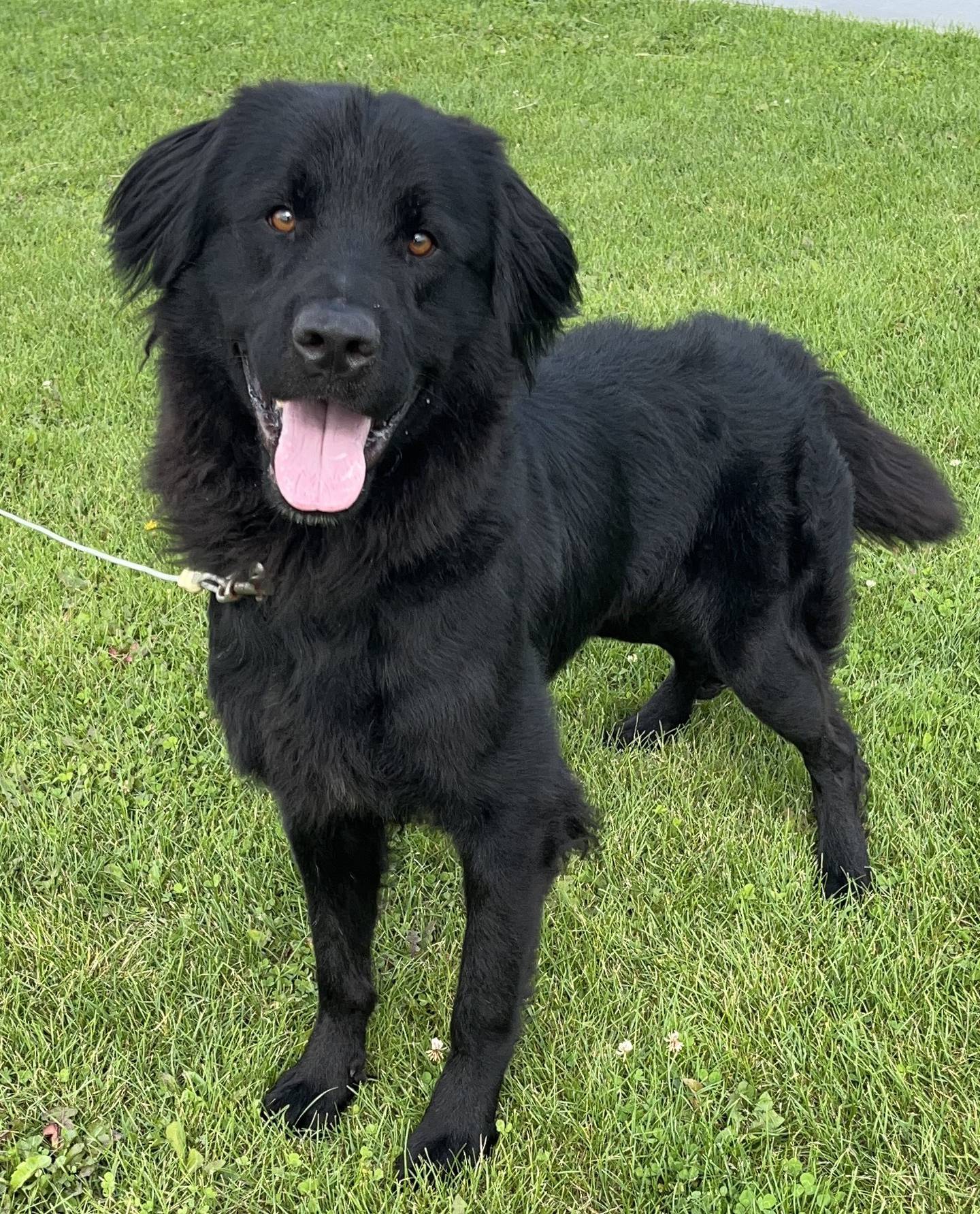 Carl is a goofy 18-month-old retriever mix that needs a strong leader as he is full of shenanigans. Carl does well with other dogs and would love a playmate that matches his fun personality. He’s very energetic and needs an active family to keep him busy. To meet Carl, call Joliet Township Animal Control at 815-725-0333.