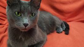 Foodie feline ready to co-star in forever family’s food show