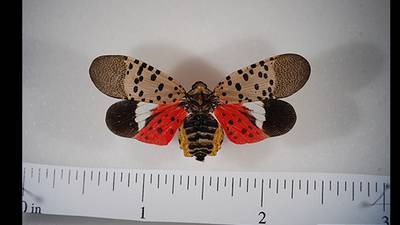 Invasive spotted lanternfly found in Illinois: Here’s what you need to know