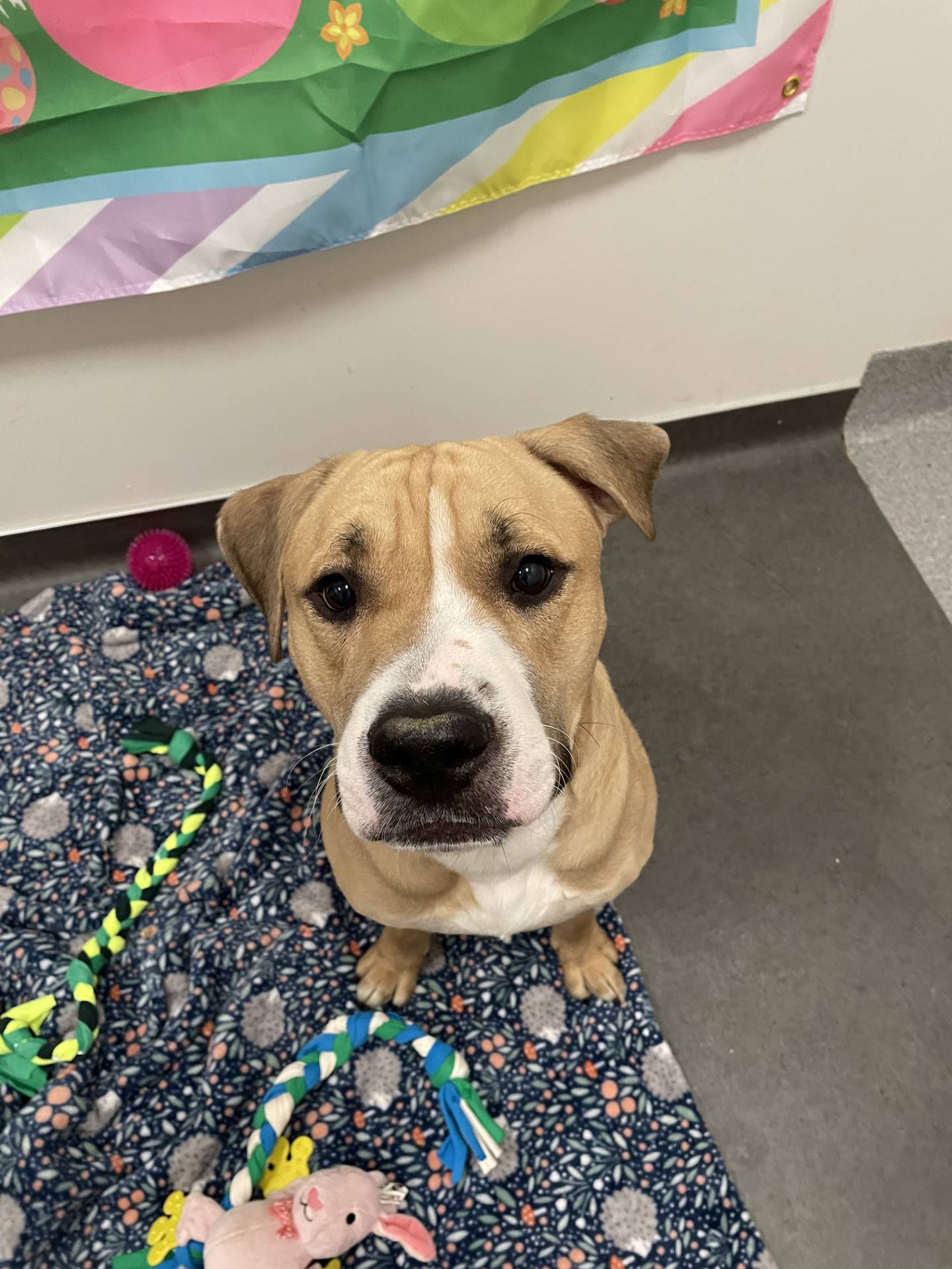Two-year-old Damon is friendly and affectionate and full of love and energy. He is neutered, up-to-date on his vaccines and microchipped. Damon has a playful side and is always down for a game of fetch, but he’s also gentle and sweet. He does well with other dogs, too. To meet Damon, call Will County Animal Protection Services at 815-723-4723.