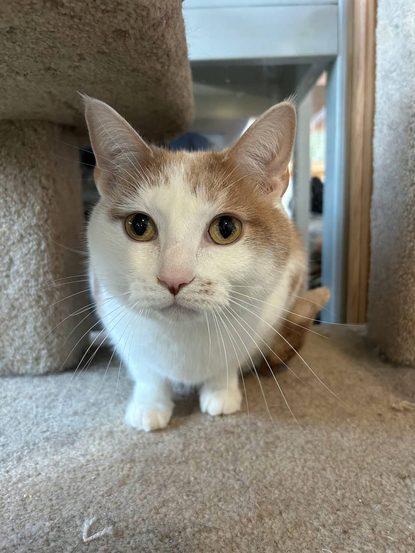 Buster is a loving 3-year-old front-paw declawed cat. Buster enjoys lounging and snoozing in his cat tower bed or observing the other cats at NAWS from his perch in a cat tree. He has adapted well to his new temporary home and looks forward to having as much freedom as he can. Buster will bring plenty of love into anyone’s life. To meet Buster, email Catadoptions@nawsus.org. Visit nawsus.org.