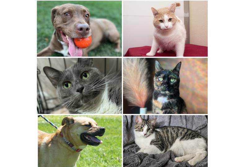 The Herald-News presents this week’s Pets of the Week. Read the description of each pet to find out about it, including where it can be adopted in Will County.
