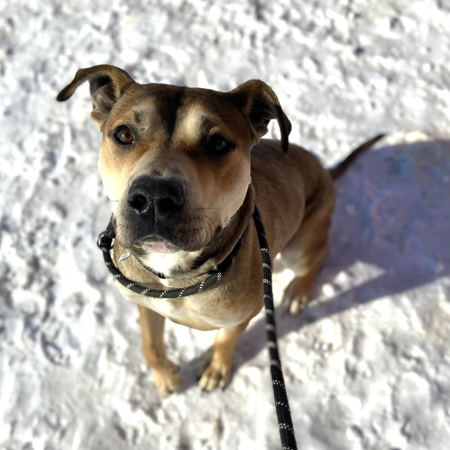 Sampson is a 4-year-old mix; he is fun and full of energy. He loves toys and likes to go for walks. He needs additional training, but he is smart and knows some commands. He likes other dogs but needs a home without cats. To meet Sampson, email Stacy at Stacy@nawsus.org. Visit nawsus.org.