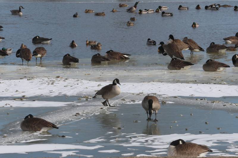 Canada geese waddle on frozen Lake Mendota on Thursday, Jan. 29, 2026 in Mendota. The lake is nearly frozen over.