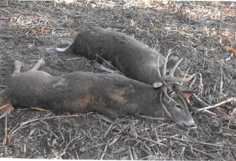 Two deer were found dead with their antlers locked about 2 miles north of Standard by Michael Skowera and his wife Deborah.