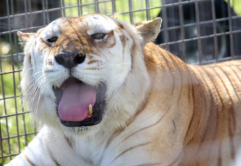 Delilah is a golden tabby tiger who performs with the Culpepper & Merriweather Circus yawns on Monday, June 23, 2025 at Boggios in Granville. Delilah is known for her role in training younger animals, particularly Wendell the lion, and is described as "integral" in helping him learn his routines. Delilah came to the circus after a roadside zoo was shut down by the USDA. The circus held two shows and was sponsored by the Village of Granville and Boggio's Orchard & Produce, LLC