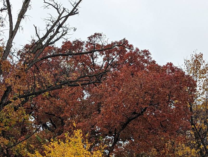 Gray skies, fall colors and plenty of steadily falling rain was the view for many in Will County on Monday, Oct. 25, 2022.