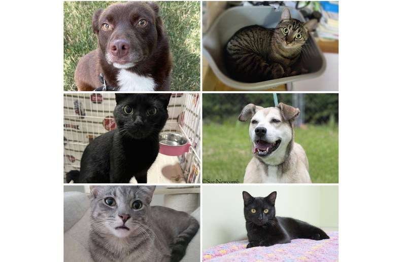 The Herald-News presents this week’s Pets of the Week. Read the description of each pet to find out about it, including where it can be adopted in Will County.
