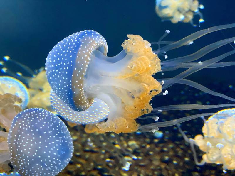 Antioch woman places in Brookfield Zoo photo contest Shaw Local