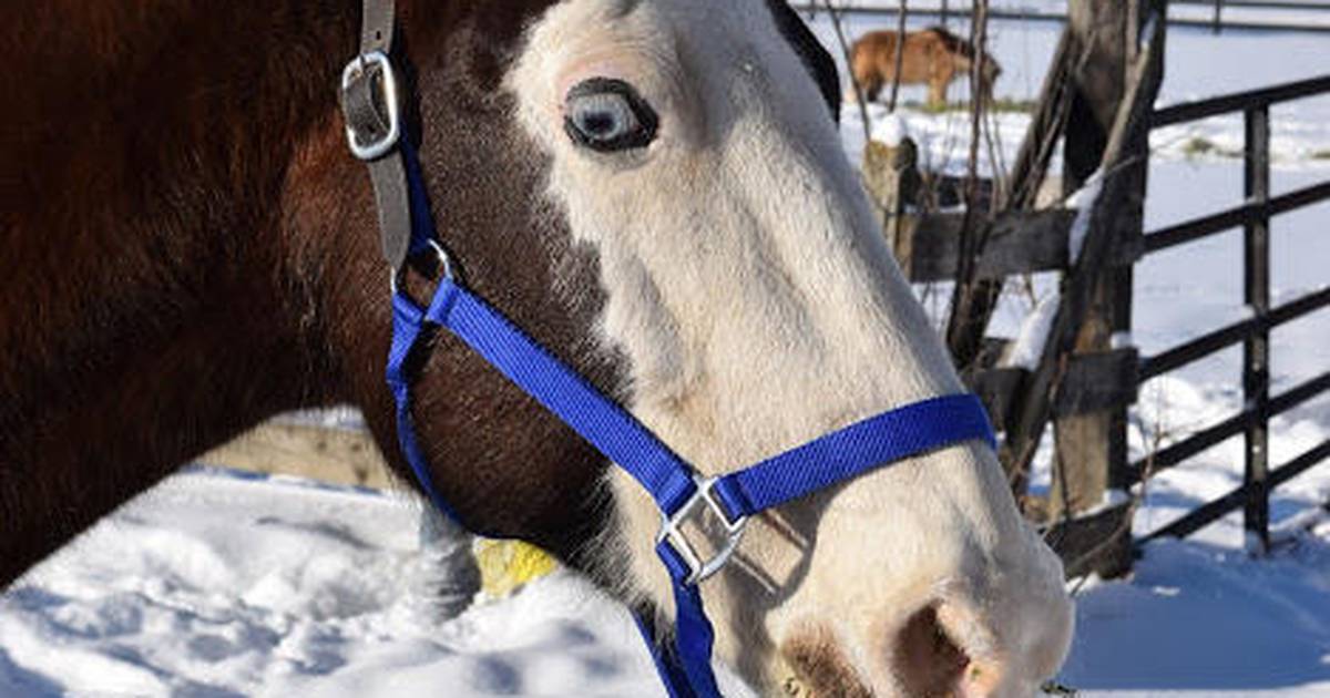 Casey’s Safe Haven to host Dine for Equine fundraiser Shaw Local