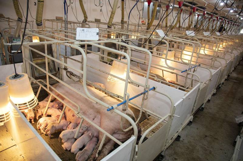 In Illinois, the June 1 inventory of all hogs and pigs was up 3% from last year, the breeding inventory increased by 50,000 head to 670,000 and the market hog inventory increased 2%.
