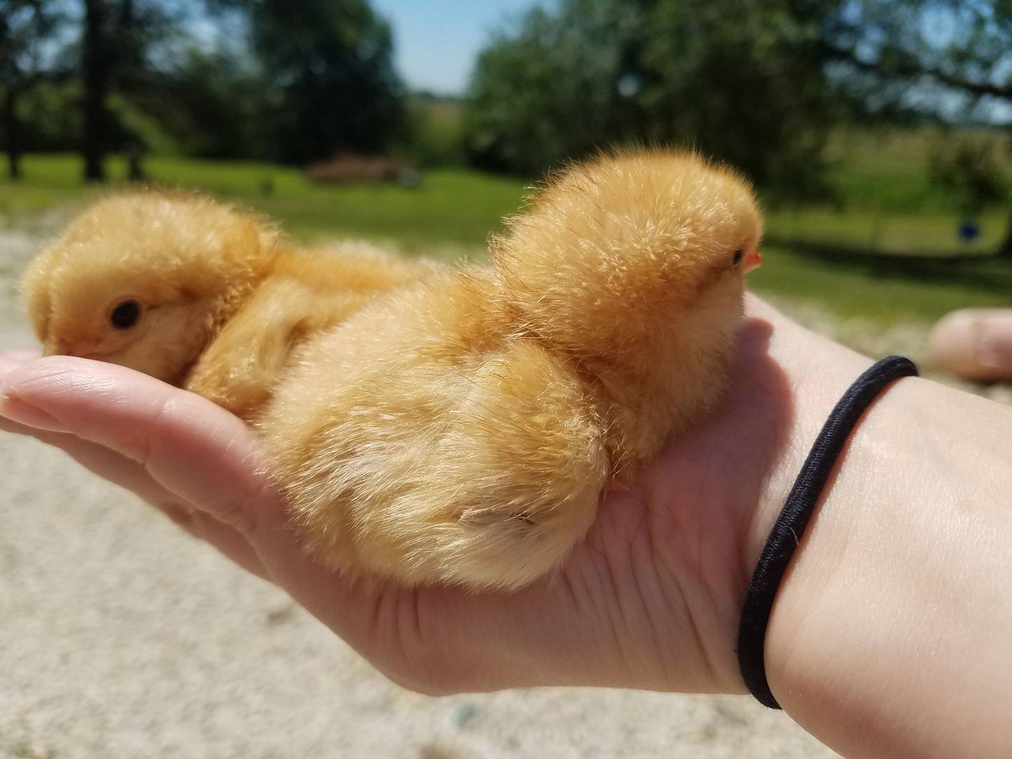 Chickens may go outside when they are fully featured, at approximately 9 weeks of age. Nola Mata of Braidwood and formerly of Wilmington, raised chickens in her backyard from 2014 to 2021. She felt the eggs looked and tasted fresher than store-bought eggs and her young sons loved the experience.