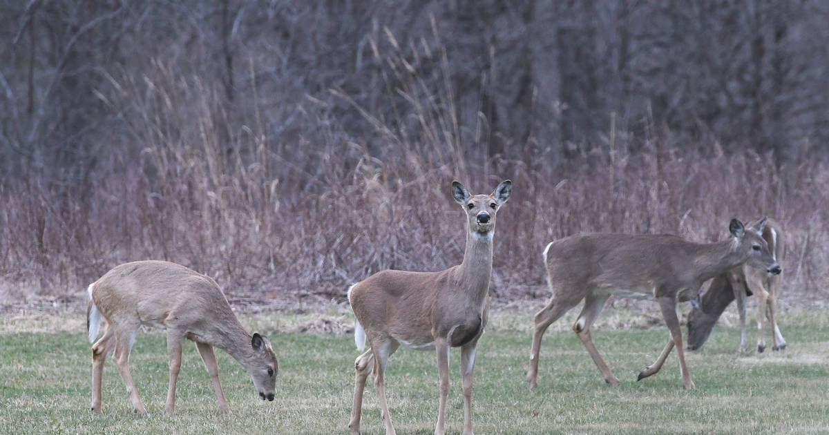 IDNR to offer fishing, hunting licenses and permits at 2024 Illinois
