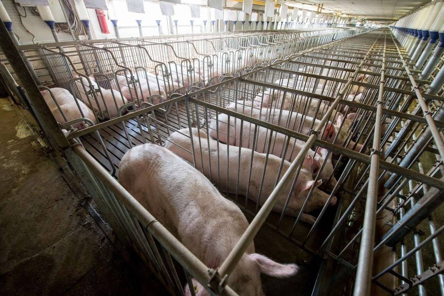 Sows in a row of gestation crates, metal enclosures that have been subject to legislative and grocer policy restrictions due to animal welfare and environmental concerns.