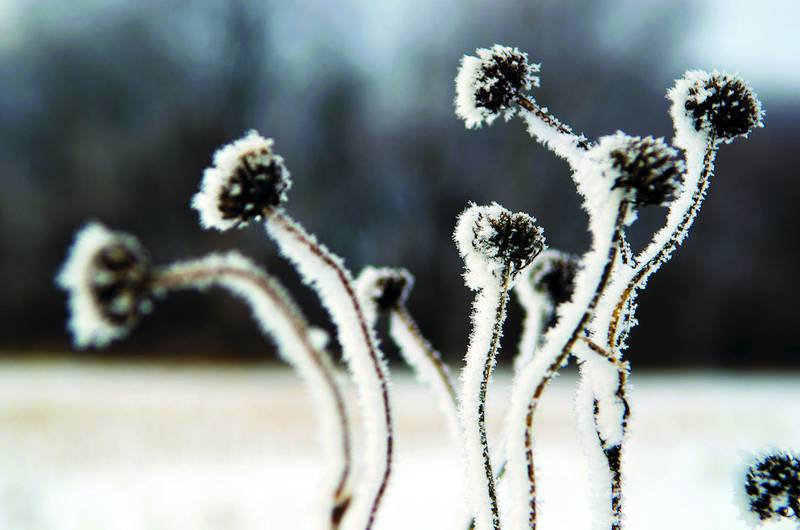 The Sauk Valley awoke to a silvery, frost-coated day Wednesday after water vapor rose from the warmer ground Tuesday before freezing overnight to trees, wires and shrubs.