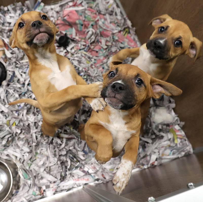 Puppies available for adoption vie for attention Wednesday, Feb. 11, 2026, at Tails Humane Society in DeKalb. Tails was presented with the Nonprofit Organization of the Year award by the DeKalb Chamber of Commerce.