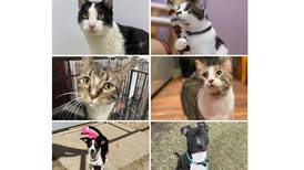 Will County Pets of the Week: April 28, 2025