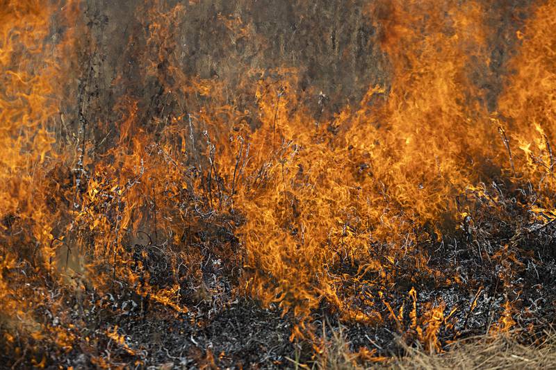 Prescribed fires clear off undergrowth and leaf litter and allows sunlight to stimulate plants. Some plants need the fire to open seed pods as well.