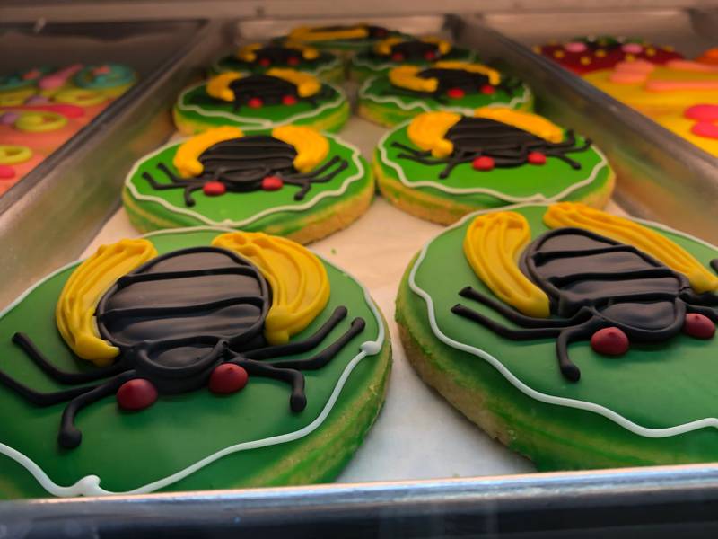 Cicada cookies on display at Konrad's Bakery in Lake in the Hills May 31, 2024.