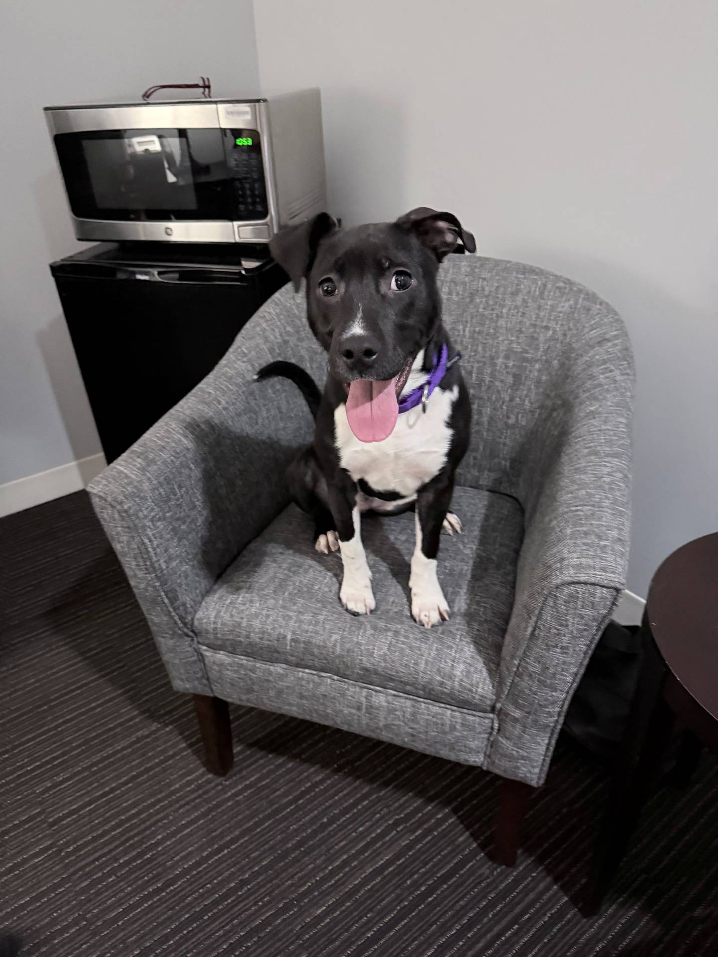 Mo is a 7-month-old, spayed pit bull mix with a contagious enthusiasm for life. She is playful, sweet, and super social with both people and dogs. She likes walks, car rides and zooming around the yard. She would be a great match for an active home that enjoys playtime, laughter and a pup who keeps life fun. To meet Mo, email adopt@willcounty.gov or visit the Will County Animal Protection Services page on Petfinder.com.