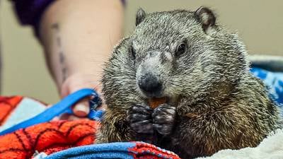 A groundhog called Wanda