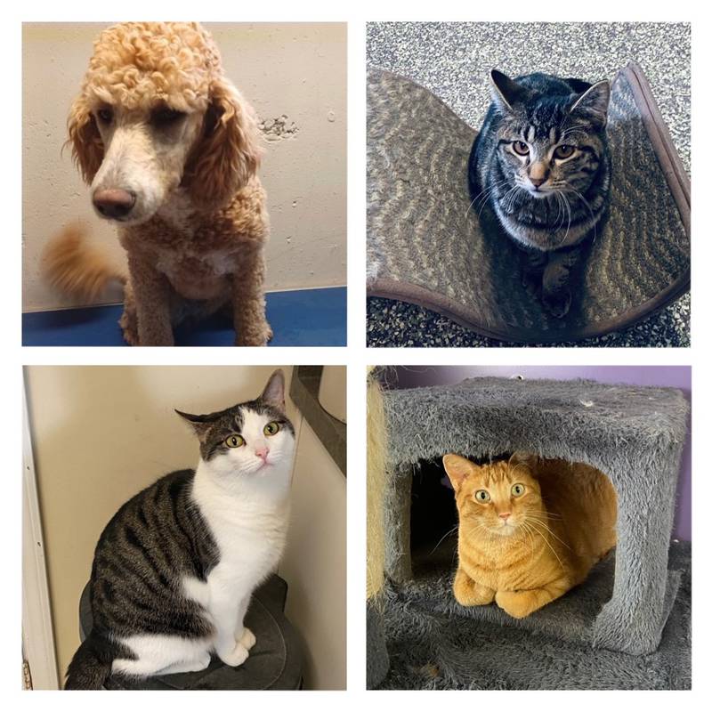 The Morris Herald-News presents this week’s Pets of the Week.